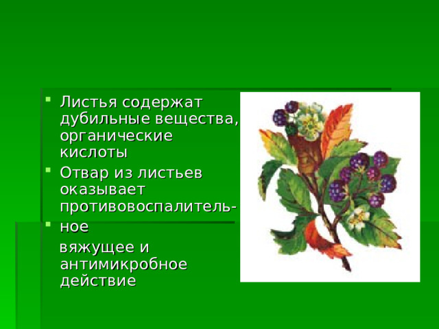 Листья содержат дубильные вещества, органические кислоты Отвар из листьев оказывает противовоспалитель- ное  вяжущее и антимикробное действие 