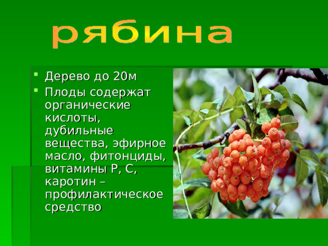 Дерево до 20м Плоды содержат органические кислоты, дубильные вещества, эфирное масло, фитонциды, витамины Р, С, каротин – профилактическое средство 