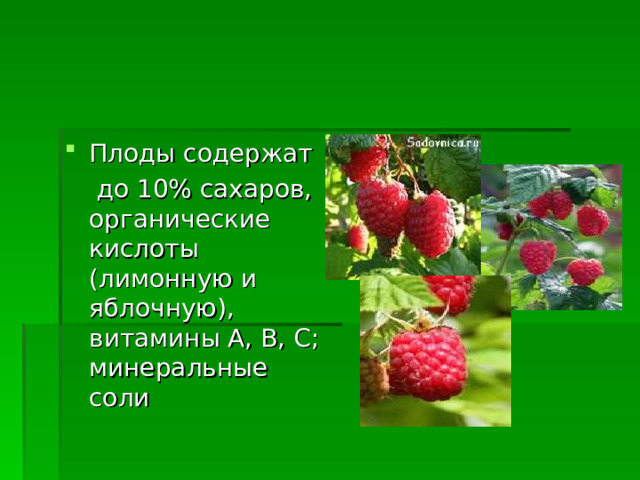 Плоды содержат  до 10% сахаров, органические кислоты (лимонную и яблочную), витамины А, В, С; минеральные соли 