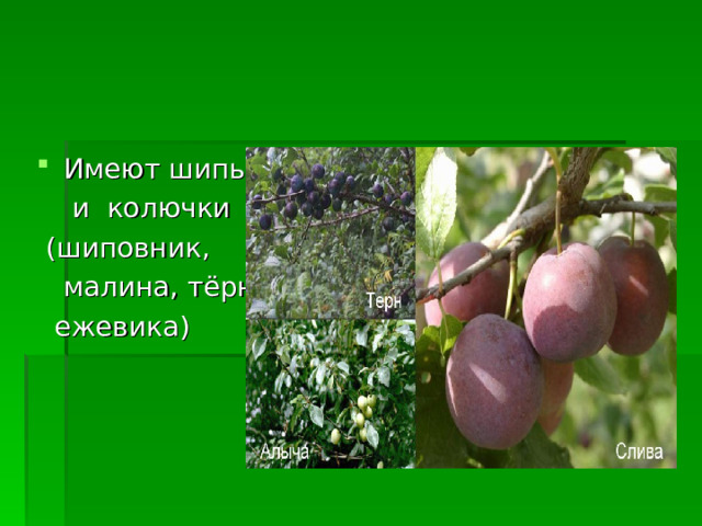 Имеют шипы  и колючки  (шиповник,  малина, тёрн,  ежевика) 