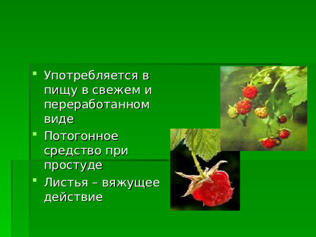 Употребляется в пищу в свежем и переработанном виде Потогонное средство при простуде Листья – вяжущее действие 