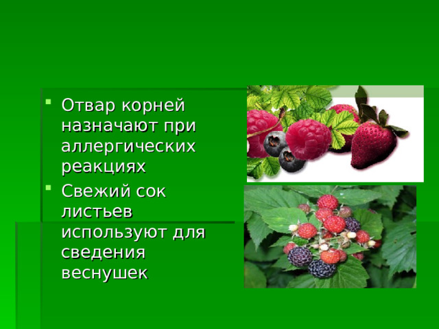 Отвар корней назначают при аллергических реакциях Свежий сок листьев используют для сведения веснушек 