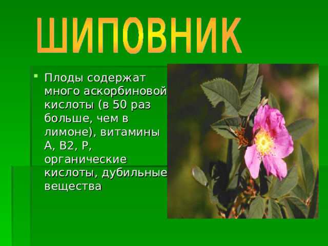Плоды содержат много аскорбиновой кислоты (в 50 раз больше, чем в лимоне), витамины А, В2, Р, органические кислоты, дубильные вещества 