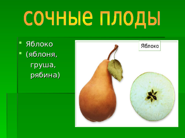 Яблоко (яблоня,  груша,  рябина) 
