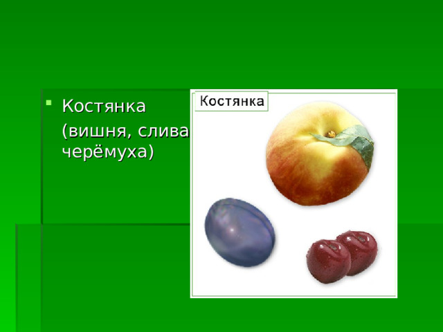 Костянка  (вишня, слива, черёмуха) 