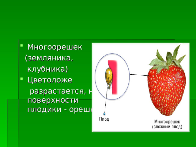 Многоорешек  (земляника,  клубника) Цветоложе  разрастается, на поверхности плодики - орешки 