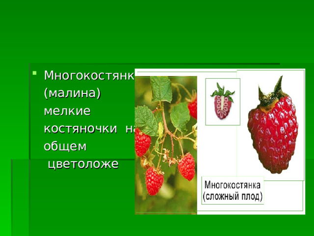 Многокостянка  (малина)  мелкие  костяночки на  общем  цветоложе 