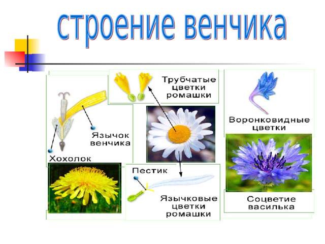 Сложноцветные представители и значение