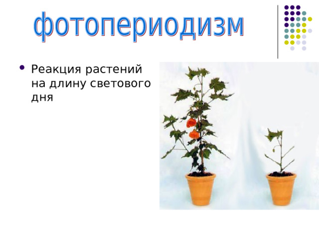 Реакция растений на длину светового дня 