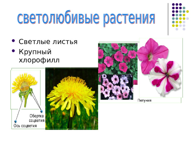 Светлые листья Крупный хлорофилл 