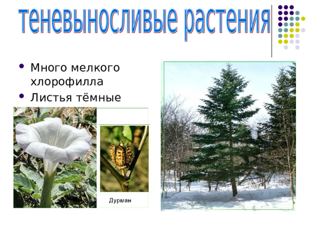 Много мелкого хлорофилла Листья тёмные 