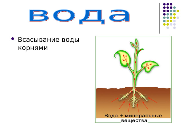 Всасывание воды корнями 