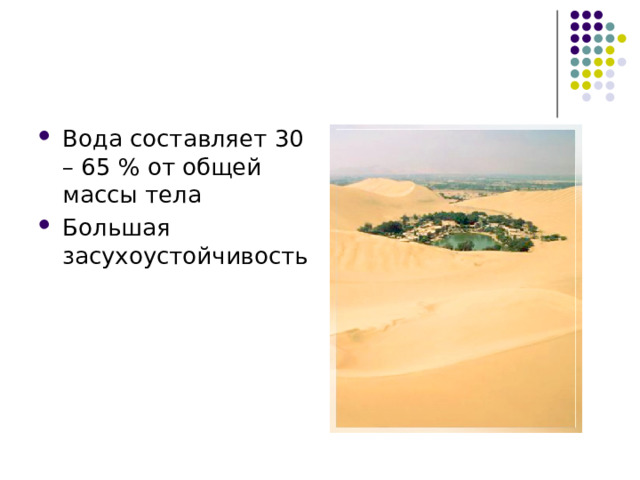 Вода составляет 30 – 65 % от общей массы тела Большая засухоустойчивость 
