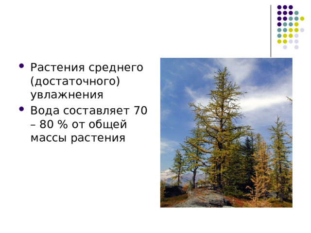 Растения среднего (достаточного) увлажнения Вода составляет 70 – 80 % от общей массы растения 