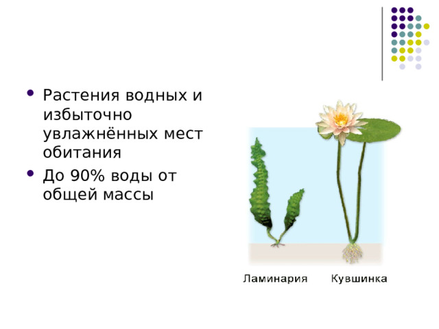 Растения водных и избыточно увлажнённых мест обитания До 90% воды от общей массы 