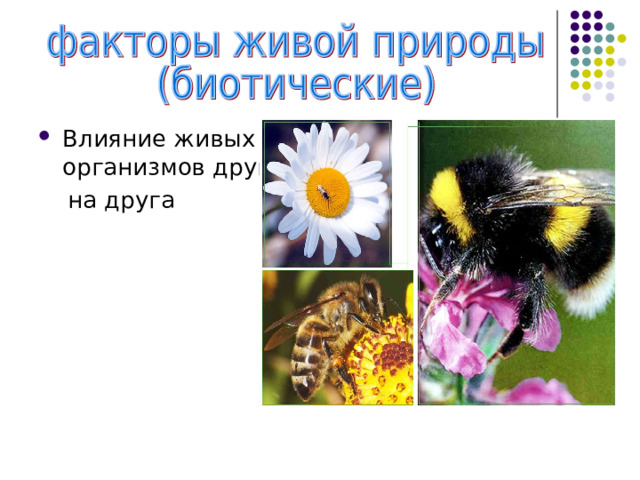 Влияние живых организмов друг  на друга 