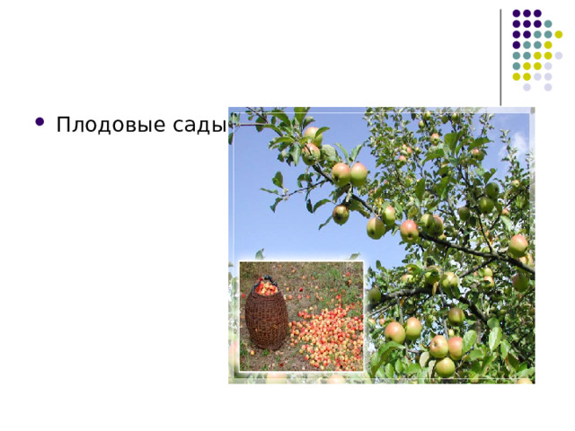 Плодовые сады 