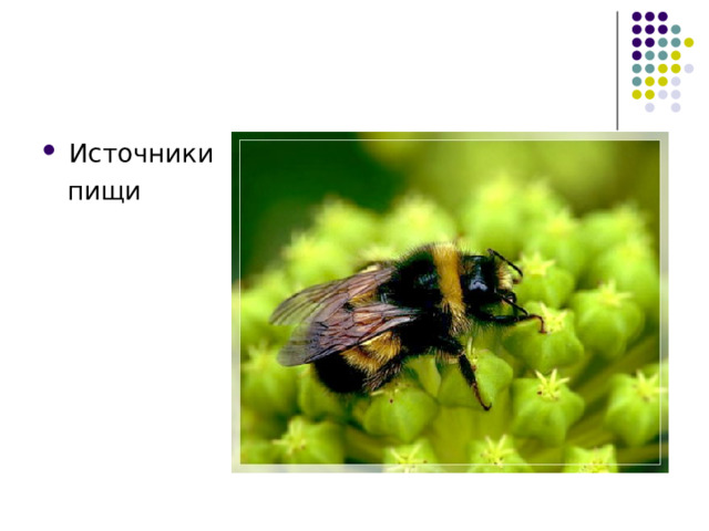 Источники  пищи 
