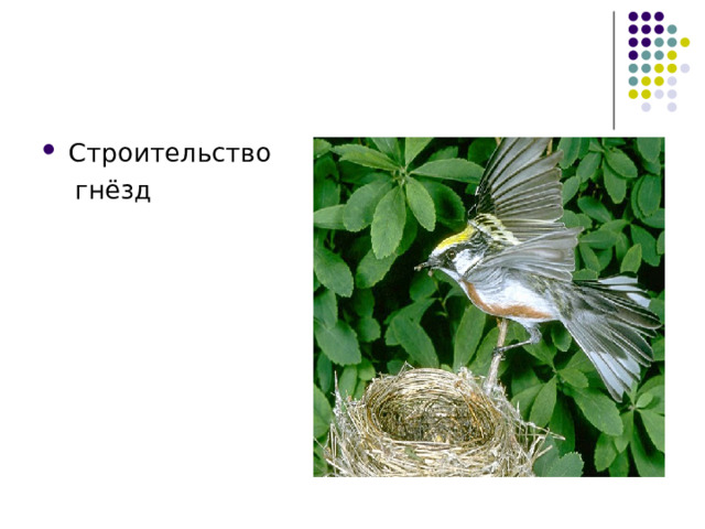 Строительство  гнёзд 