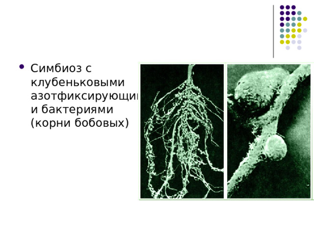 Симбиоз с клубеньковыми азотфиксирующими бактериями (корни бобовых) 