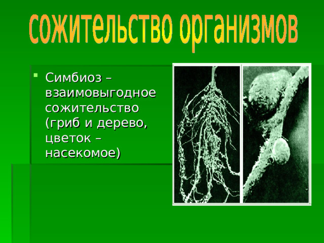 Симбиоз – взаимовыгодное сожительство (гриб и дерево, цветок – насекомое) 
