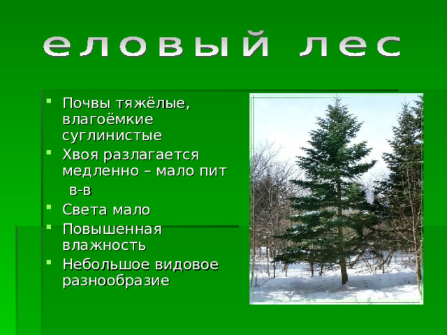 Почвы тяжёлые, влагоёмкие суглинистые Хвоя разлагается медленно – мало пит  в-в Света мало Повышенная влажность Небольшое видовое разнообразие  