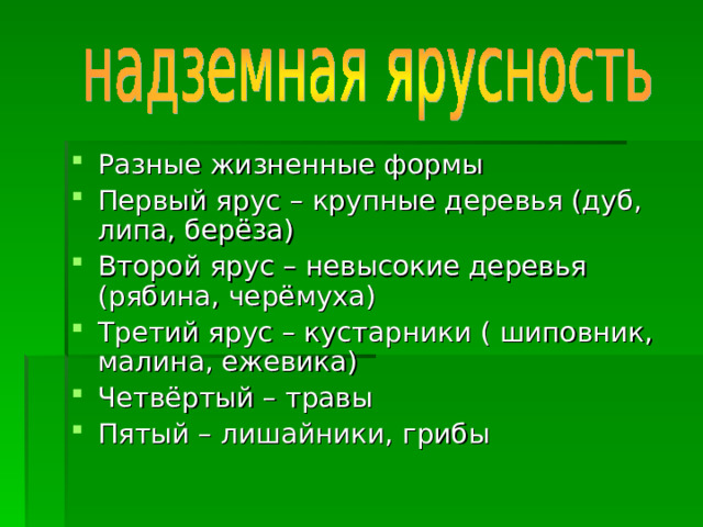 Разные жизненные формы Первый ярус – крупные деревья (дуб, липа, берёза) Второй ярус – невысокие деревья (рябина, черёмуха) Третий ярус – кустарники ( шиповник, малина, ежевика) Четвёртый – травы Пятый – лишайники, грибы 