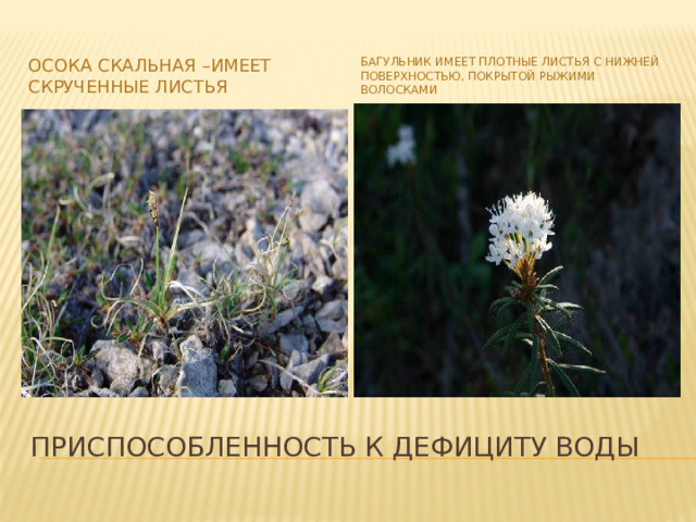 Багульник имеет плотные листья с нижней поверхностью, покрытой рыжими волосками Осока скальная –имеет скрученные листья Приспособленность к дефициту воды 
