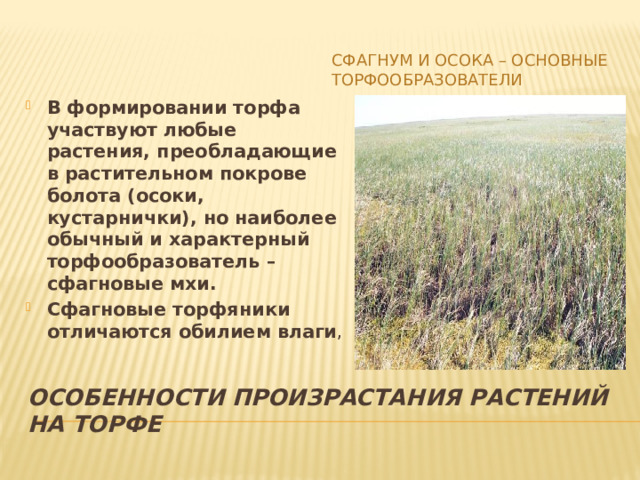 Как происходит образование торфа на сфагновых болотах