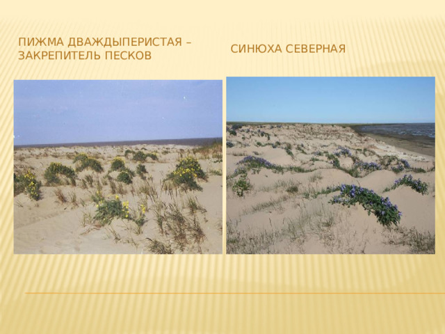 Пижма дваждыперистая – закрепитель песков Синюха северная 