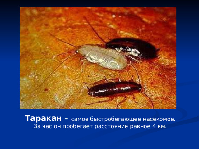 Таракан – самое быстробегающее насекомое. За час он пробегает расстояние равное 4 км. 