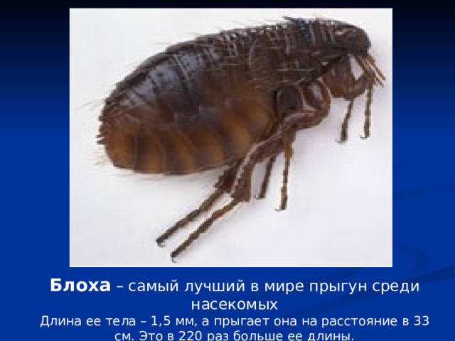 Блоха – самый лучший в мире прыгун среди насекомых Длина ее тела – 1,5 мм, а прыгает она на расстояние в 33 см. Это в 220 раз больше ее длины. 