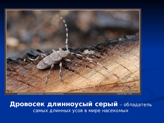 Дровосек длинноусый серый  – обладатель самых длинных усов в мире насекомых 