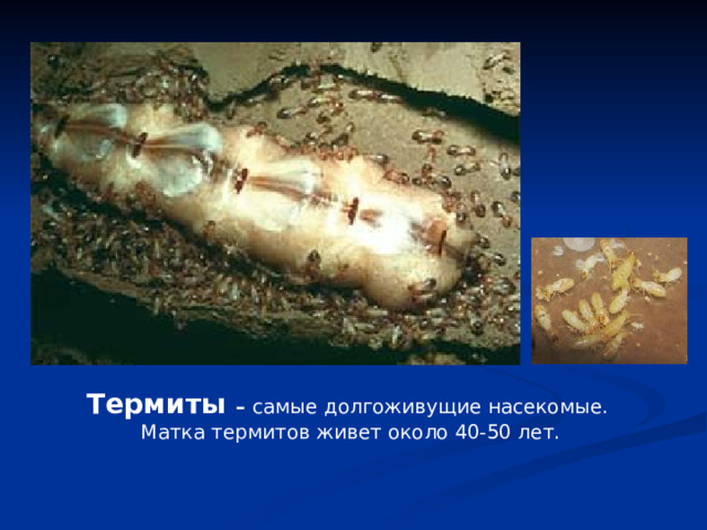 Термиты – самые долгоживущие насекомые. Матка термитов живет около 40-50 лет. 