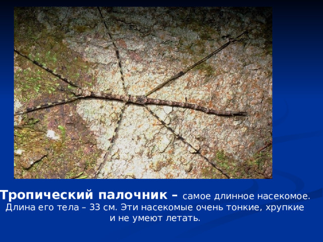 Тропический палочник – самое длинное насекомое. Длина его тела – 33 см. Эти насекомые очень тонкие, хрупкие и не умеют летать. 