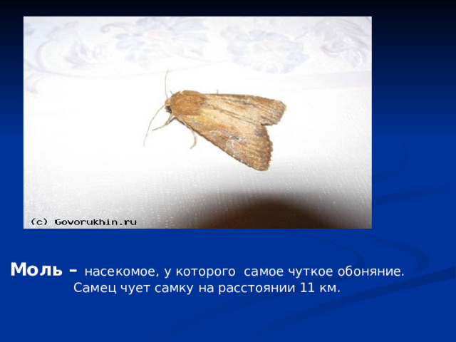 Моль – насекомое, у которого самое чуткое обоняние. Самец чует самку на расстоянии 11 км. 