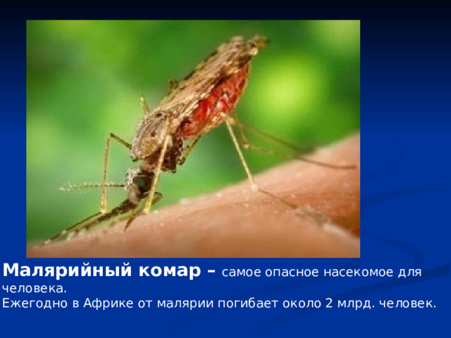 Малярийный комар –  самое опасное насекомое для человека. Ежегодно в Африке от малярии погибает около 2 млрд. человек. 