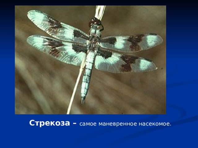 Стрекоза – самое маневренное насекомое. 