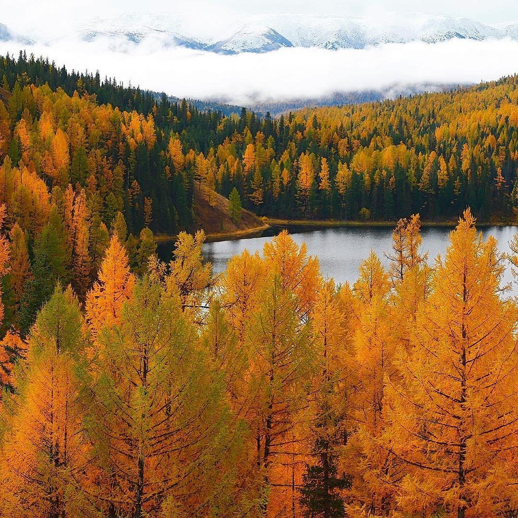 Осень в тайге картинки