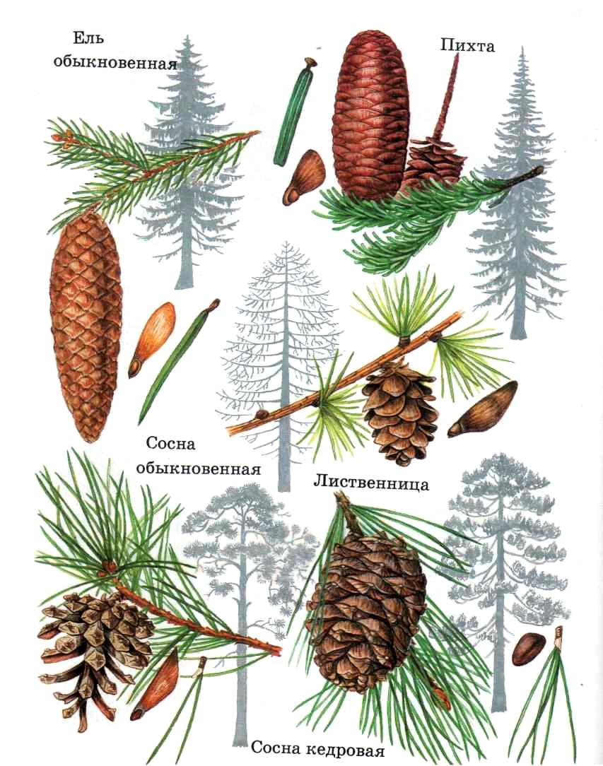 Группа хвойных растений 3 класс