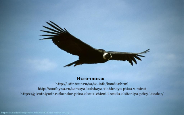 Источники:  http://latintour.ru/sa/sa-info/kondor.html http://zoofayna.ru/samaya-bolshaya-xishhnaya-ptica-v-mire/ https://givotniymir.ru/kondor-ptica-obraz-zhizni-i-sreda-obitaniya-pticy-kondor/ 
