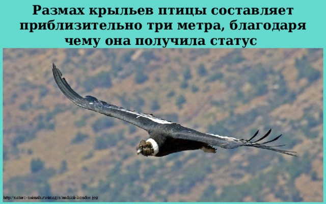 Размах крыльев птицы составляет приблизительно три метра, благодаря чему она получила статус самой большой хищной птицы в мире. 