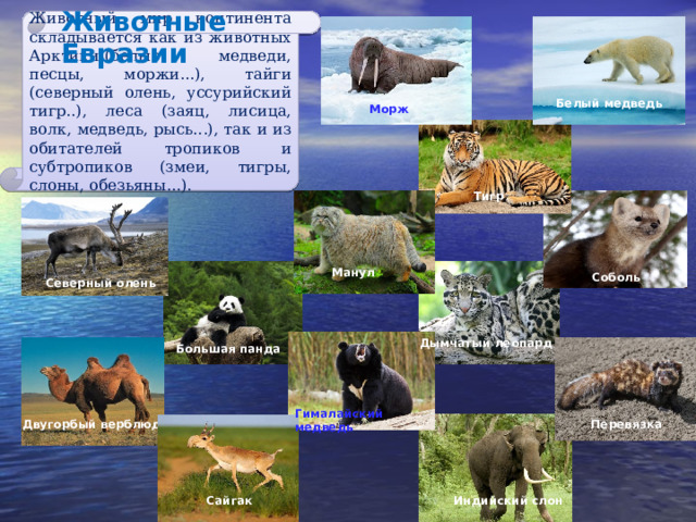 Северная евразия животный мир. Животный мир Евразии. Животные и растения Евразии. Список животных Евразии. Животные тайги.