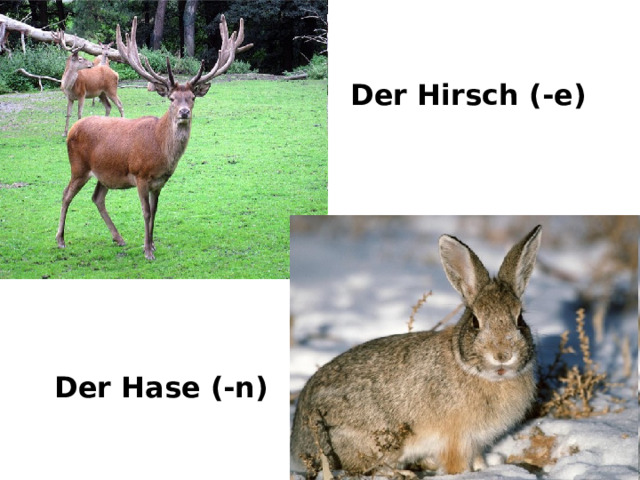 Der Hirsch (-e) Der Hase (-n) 