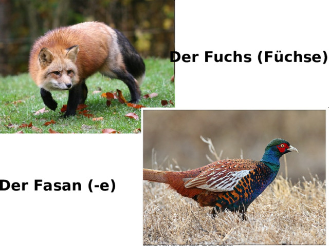 Der Fuchs (F ü chse) Der Fasan (-e) 
