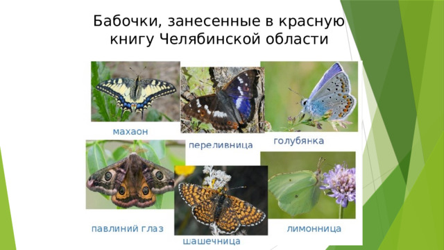 Бабочки, занесенные в красную книгу Челябинской области 