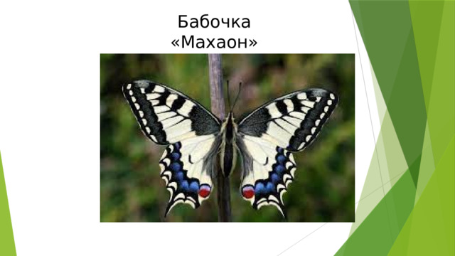 Бабочка «Махаон» 