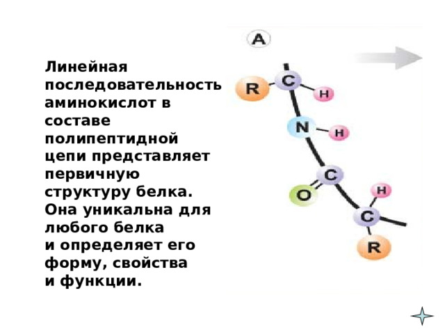 Линейная последовательность аминокислот в составе полипептидной цепи представляет первичную структуру белка. Она уникальна для любого белка  и определяет его форму, свойства  и функции.  