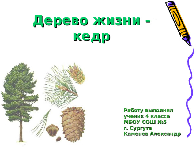 Дерево жизни - кедр Работу выполнил ученик 4 класса МБОУ СОШ №5 г. Сургута Каменев Александр 