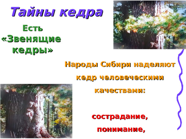 Тайны кедра Есть «Звенящие кедры» Народы Сибири наделяют кедр человеческими качествами:  сострадание,  понимание,  взаимопомощь 
